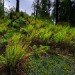 Woodland Bracken